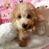 トイプードル(トイ)【富山県・男の子・2025年3月26日・アプリコット】の写真5