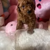 トイプードル(トイ)【富山県・男の子・2025年9月25日・レッド】の写真5