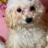 トイプードル(トイ)【富山県・女の子・2025年5月14日・クリーム】の写真6