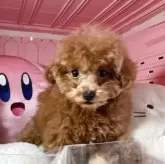 トイプードル(トイ)【富山県・女の子・2025年1月18日・レッド】の写真6