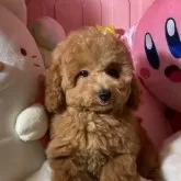 トイプードル(トイ)【富山県・男の子・2025年9月8日・レッド】の写真6