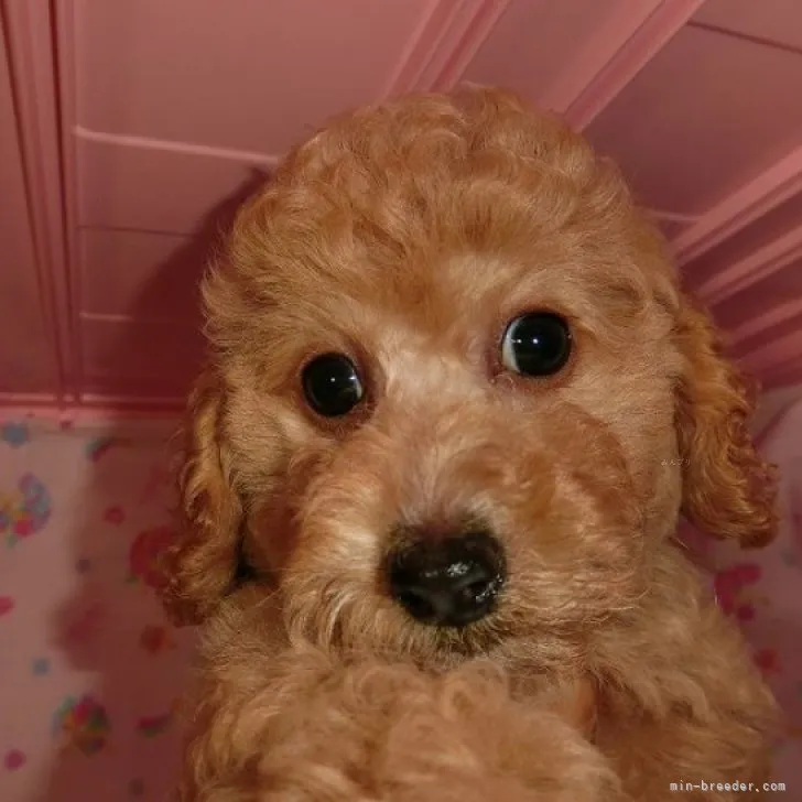 ID：2308-00521の子犬