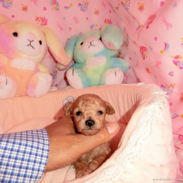 ID：2306-00317の子犬