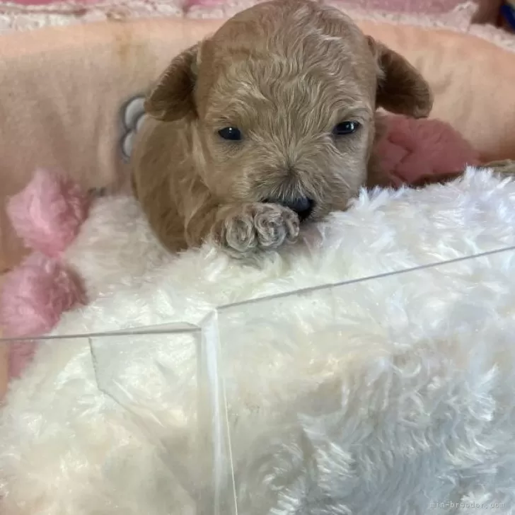 ID：2405-03744の子犬