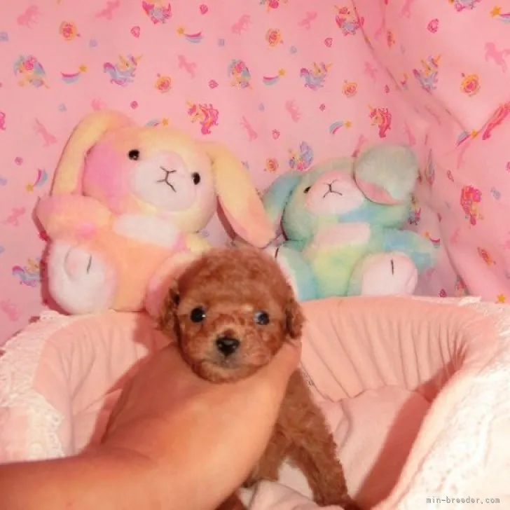 ID：2306-00313の子犬