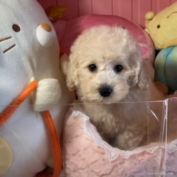 ID:2409-04918の子犬