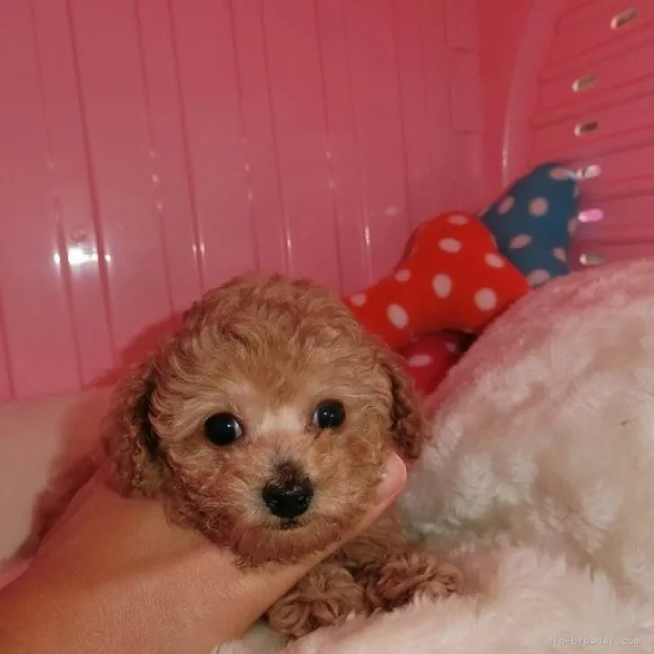 ID：2301-02323の子犬