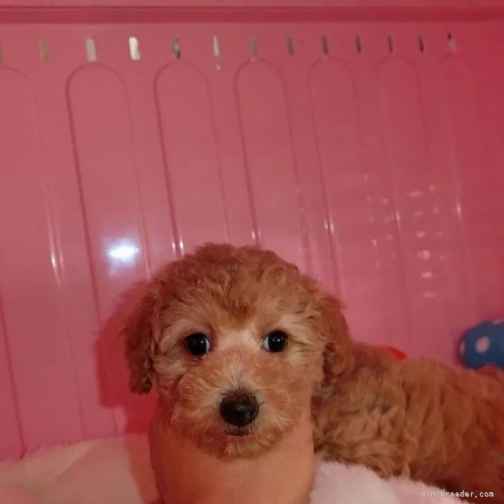 ID：2303-02813の子犬