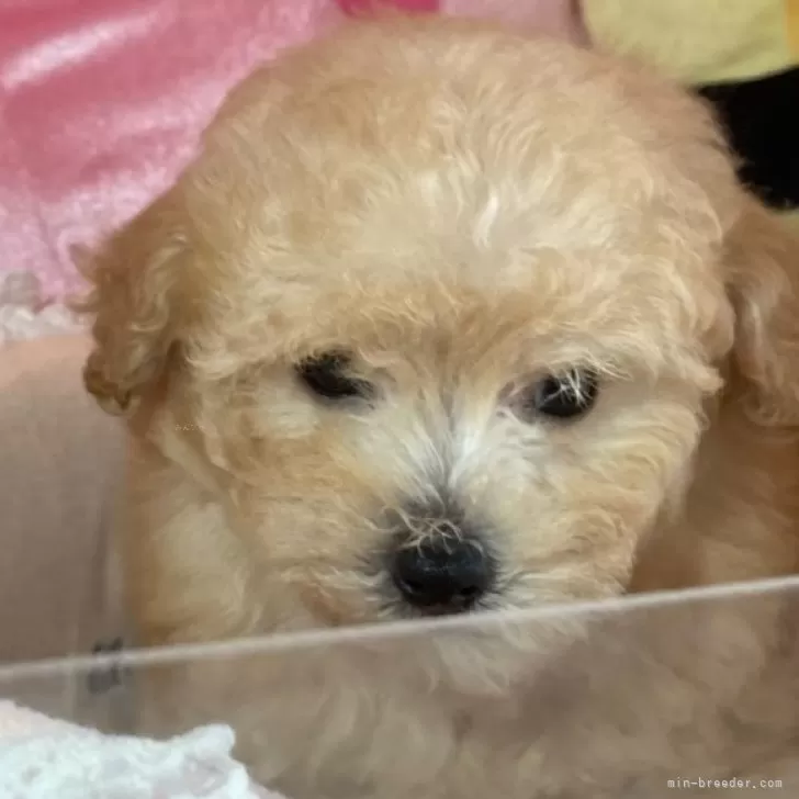 ID：2405-03619の子犬