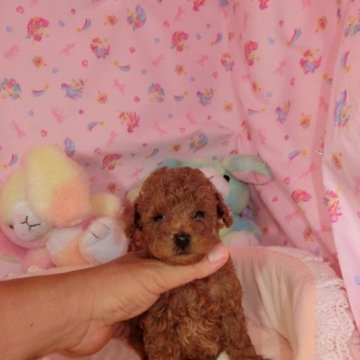 トイプードル(トイ)【富山県・男の子・2023年5月27日・レッド】の写真「可愛い男の子です」