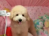 トイプードル(トイ)【富山県・男の子・2023年7月7日・クリーム】の写真5