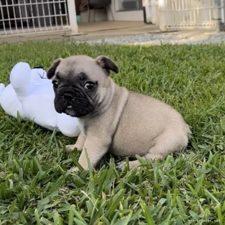 S.Y 様のお迎えした子犬