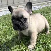 フレンチブルドッグ