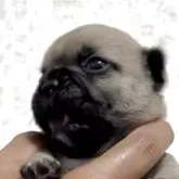 フレンチブルドッグ