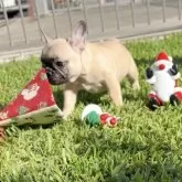 フレンチブルドッグ