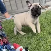 フレンチブルドッグ