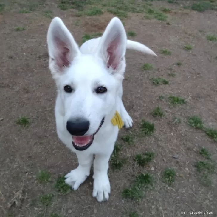 ID：2504-02529の子犬