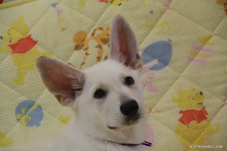 ID:1808-00134の子犬