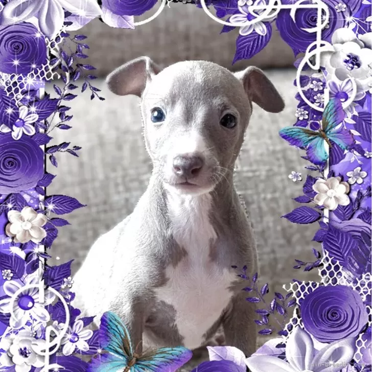 イタリアングレーハウンド【山口県・男の子・2025年10月25日・ブルーフォーン&amp;ホワイト】の写真1