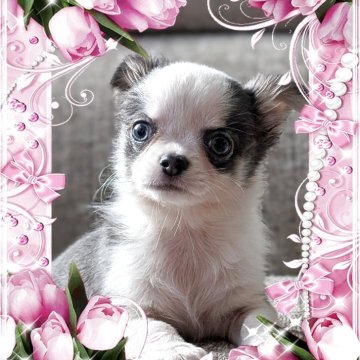 チワワ(ロング)【山口県・男の子・2025年9月20日・ブルー&クリーム/ホワイトマーキングス】の写真「綺麗な瞳💜」