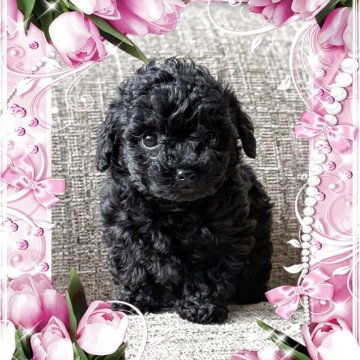 トイプードル(ティーカップ)【山口県・女の子・2025年10月18日・ブラック】の写真「くりくりウルウルの目が愛おしすぎる💜」