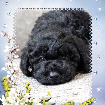 トイプードル(トイ)【山口県・男の子・2025年10月18日・ブラック】の写真「しっかりボディのおっとりさん💜」