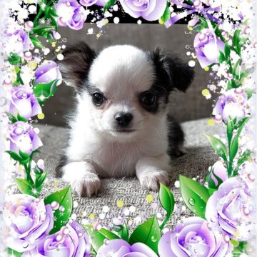 チワワ(ロング)【山口県・男の子・2025年9月20日・トライ】の写真「おでこが広くなっちゃいました✨でもハンサムくん💜」