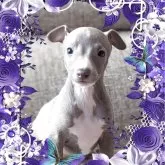 イタリアングレーハウンド