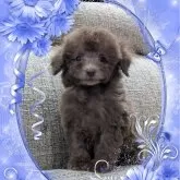 トイプードル(トイ)【山口県・男の子・2024年10月15日・ブラウン(シルバーベージュ)】の写真1