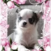 チワワ(ロング)