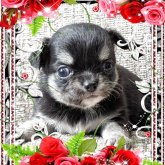 チワワ(ロング)