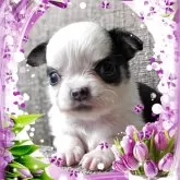 チワワ(ロング)