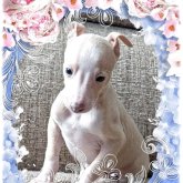 イタリアングレーハウンド