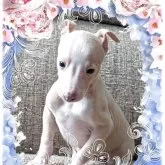 イタリアングレーハウンド【山口県・男の子・2025年10月25日・フォーン&ホワイト】の写真1