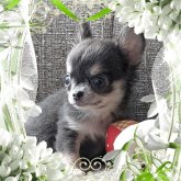 チワワ(ロング)