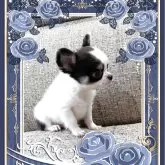 チワワ(ロング)【山口県・男の子・2025年4月8日・ホワイト&ブラック】の写真5