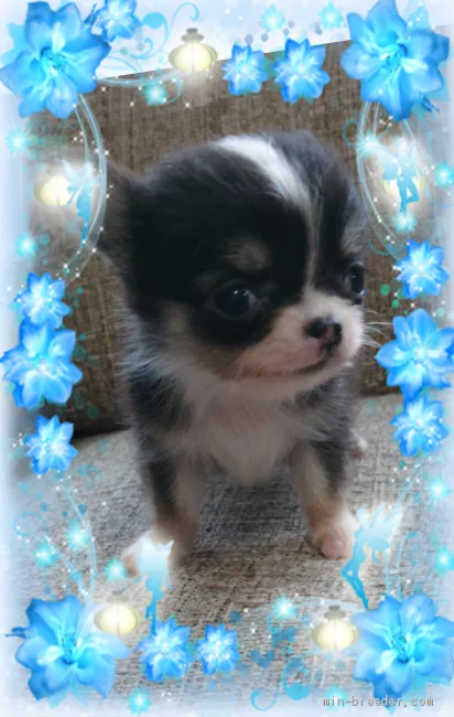 ID：1911-00505の子犬