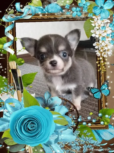ID:2204-00601の子犬