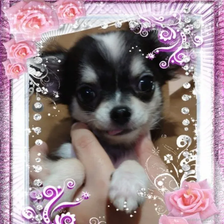 ID：2308-03058の子犬