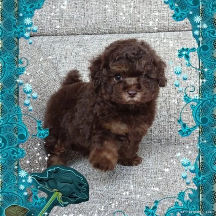 ID：2306-03703の子犬