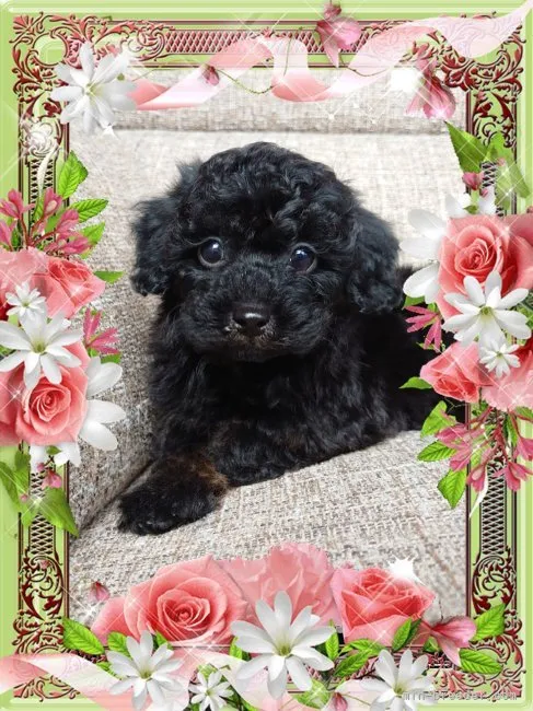 ID:2212-00557の子犬