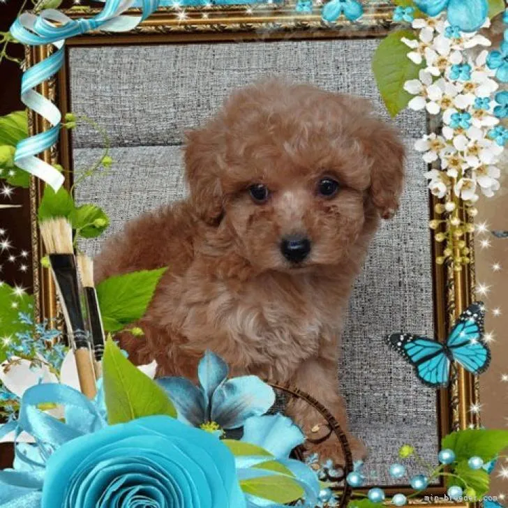 ID：2212-00556の子犬