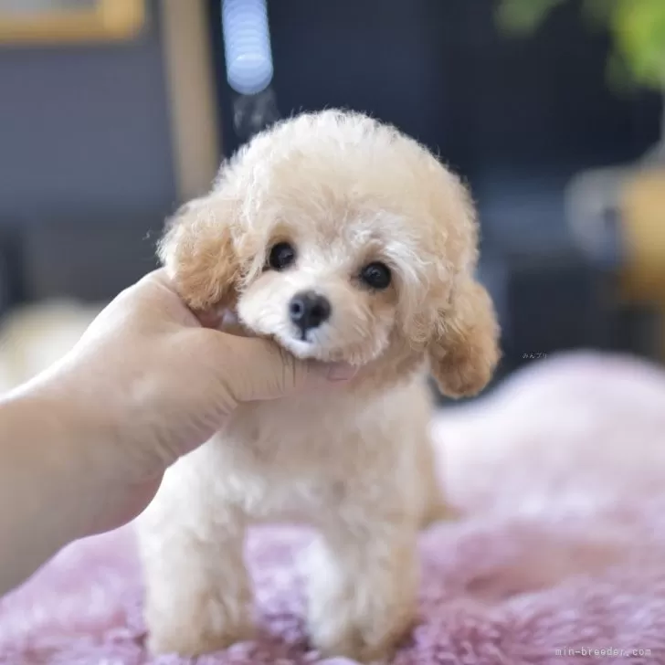 ID:2506-03263の子犬