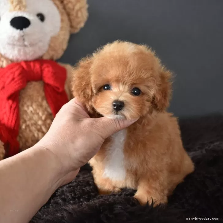 ID：2602-00696の子犬