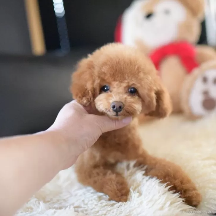 トイプードル(トイ)【茨城県・男の子・2025年7月29日・レッド】の写真1