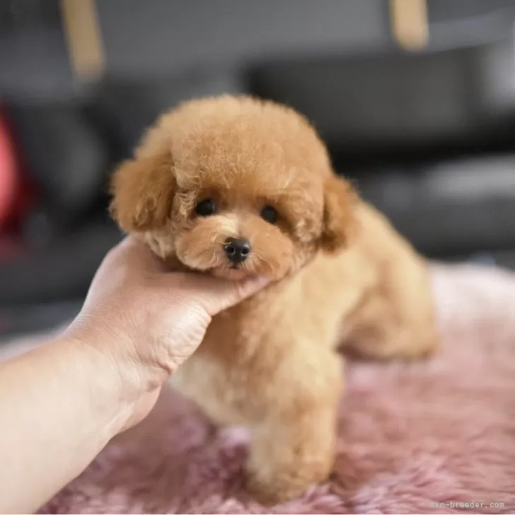 ひまわり 様のお迎えした子犬