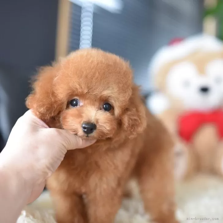 タイニープードル【茨城県・男の子・2025年7月29日・レッド】の写真1