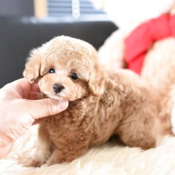 トイプードル(タイニー)【茨城県・男の子・2025年7月19日・アプリコット】の写真「秋が近づいてきましたね！」
