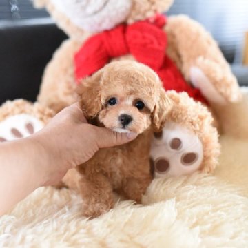 トイプードル(タイニー)【茨城県・女の子・2025年7月19日・アプリコット】の写真「カードで分割24回までOK！」