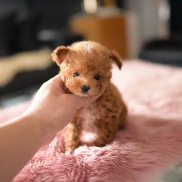 トイプードル(ティーカップ)【茨城県・男の子・2025年9月17日・レッド(薄め)】の写真「立ち耳のイケメン君」